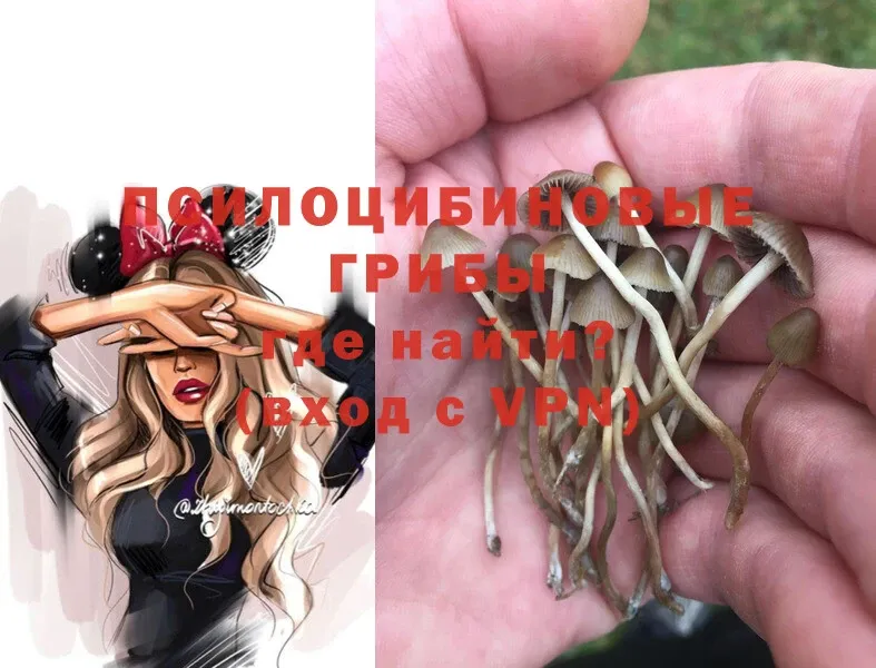 Галлюциногенные грибы Psilocybe  Бутурлиновка 